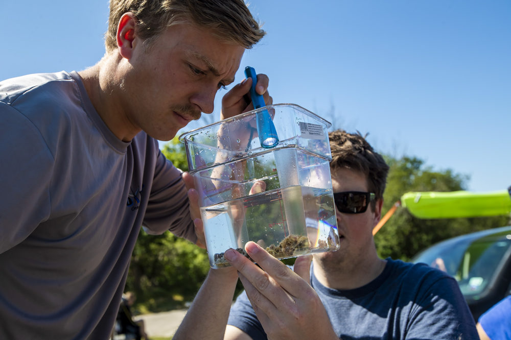 Boston University graduate student Dan Wuitchik, left, and undergraduate student Greg Pelose get a closer look at the Northern Star coral just collected from Narragansett Bay. (Jesse Costa/WBUR)