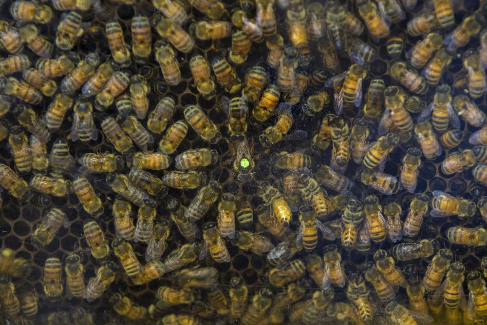 A queen bee, with a green dot, is surrounded by worker bees in a display case at a honey bee exhibit run by the Plymouth County Bee Keepers Association at the Marshfield Fair. (Jesse Costa/WBUR)