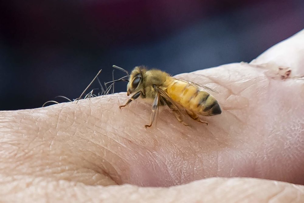 A honey bee on the hand of beekeeper Mike Tyler of the Plymouth Beekeepers Association at the Marshfield Fair. (Jesse Costa/WBUR)