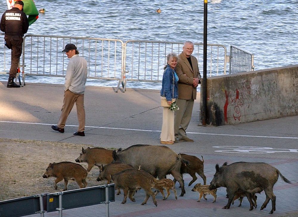 People look at a wild boar family walking along the Baltic sea coast in northern Poland. ( AP Photo/Czarek Sokolowski)