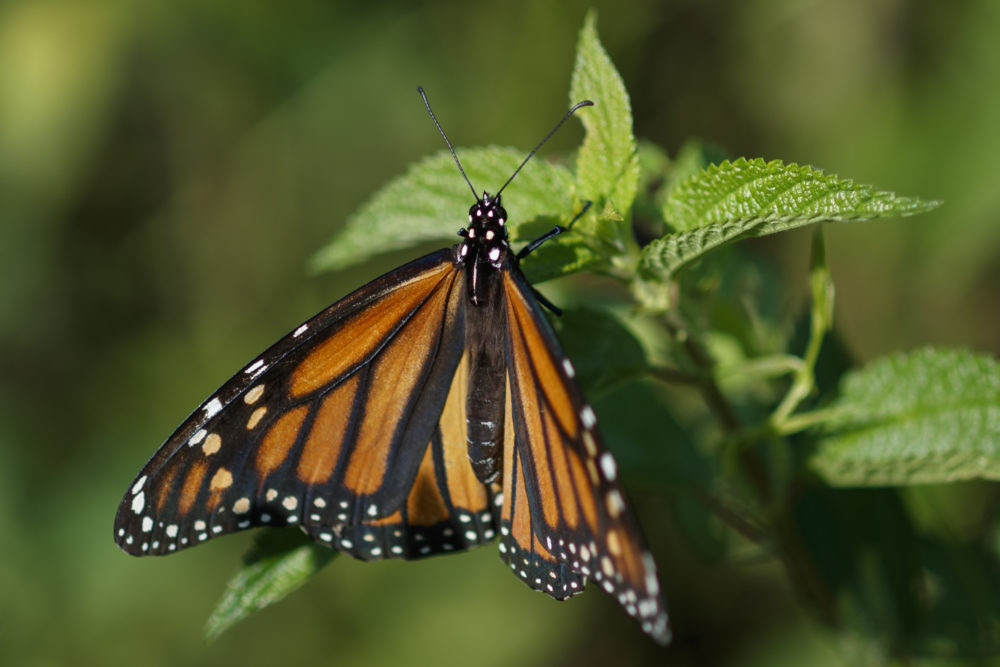 A monarch butterfly rests on a plant at Abbott's Mill Nature Center in Milford, Del., Monday, July 29, 2019. Farming and other human development have eradicated state-size swaths of its native milkweed habitat, cutting the butterfly's numbers by 90% over the last two decades. It is now being considered for listing under the Endangered Species Act. (Carolyn Kaster/AP)