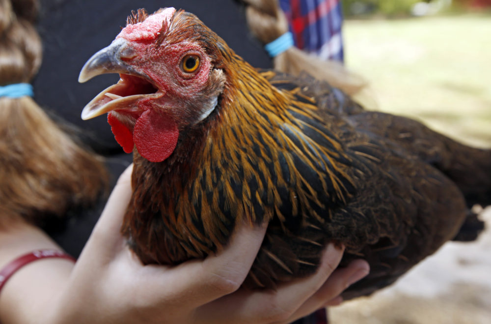&quot;Dolly,&quot; a 17-week old rose comb brown leghorn hen in Mississippi. (Rogelio V. Solis/AP)