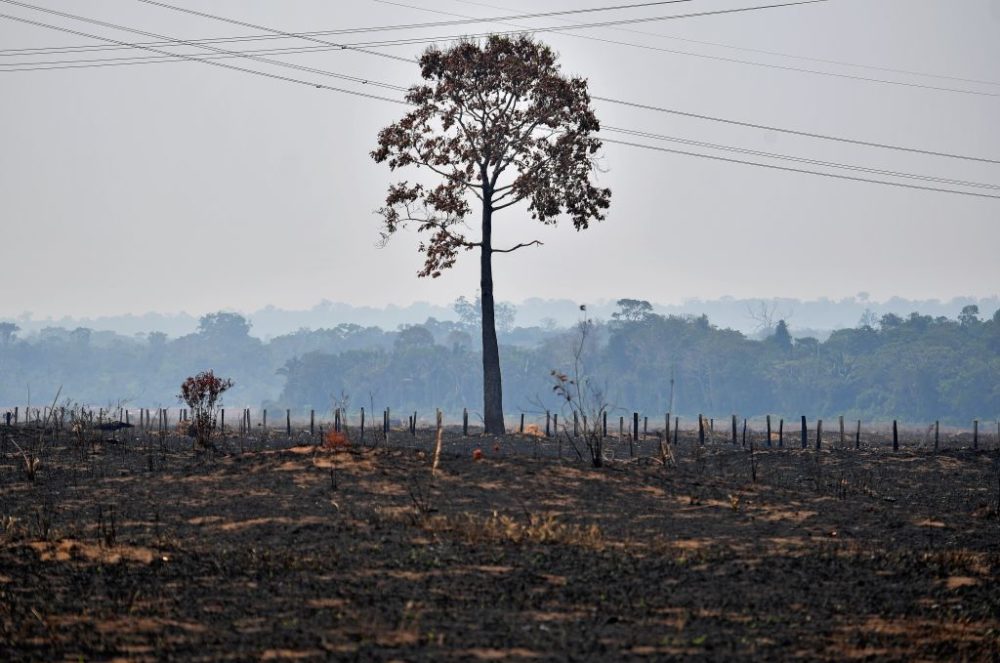A lone burnt tree stands on a deforested area in the surroundings of Porto Velho, Rondonia State, in the Amazon basin in west-central Brazil. (Carl de Souza/AFP/Getty Images)