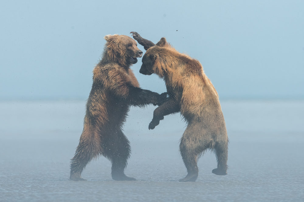 Two brown bears in Alaska. (Photo by Melissa Groo)