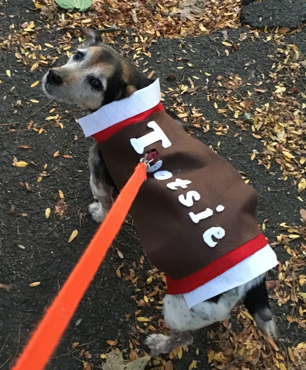 Jojo, the author's Jack Russell Terrier. (Courtesy)