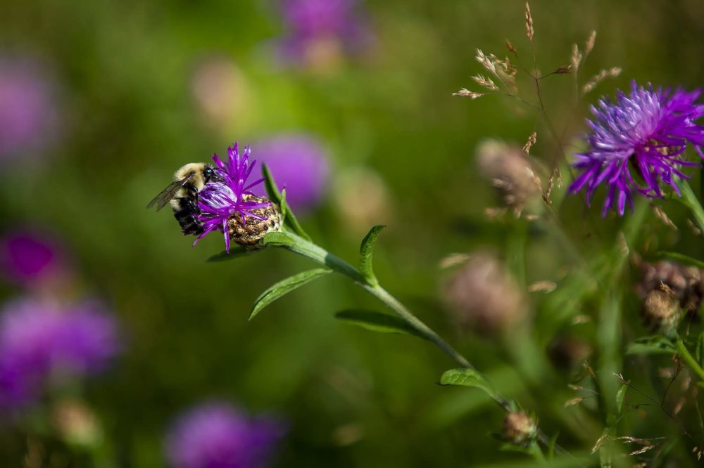 A bumble bee (Jesse Costa/WBUR)