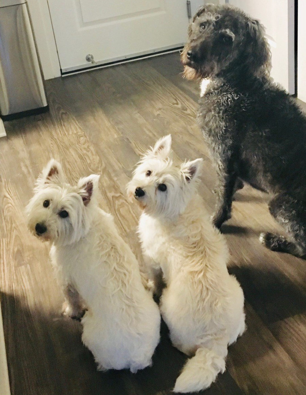 Melissa Martin's three dogs — Abby, Izzy and Harpo — all died earlier this month from toxic blue-green algae. (Courtesy of Melissa Martin)