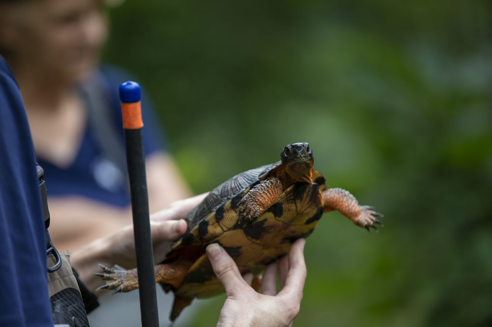 Conservationists examine a wood turtle at an unspecified location in eastern Massachusetts. (Jesse Costa)