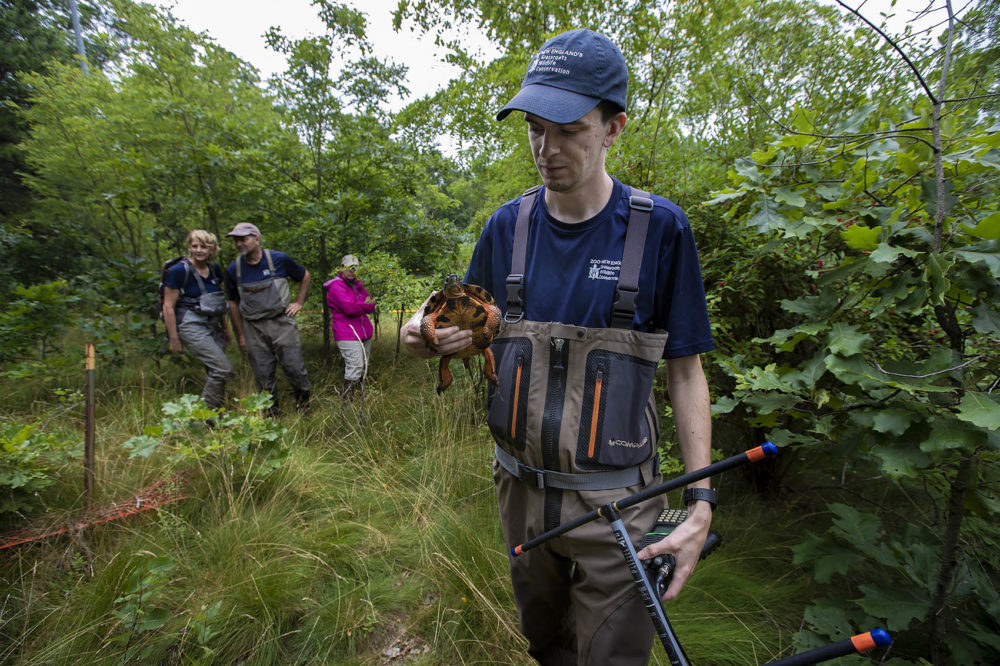 Zoo New England field technician Ryan Roseen holds a wood turtle. (Jesse Costa)