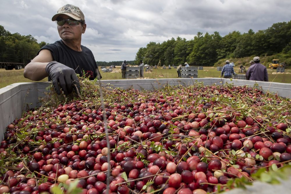 A worker at a bog owned by Carver-based Decas Cranberry Products, Inc., removes vines from a batch of just-harvested berries. (Jesse Costa/WBUR)