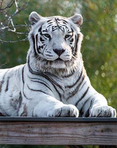Luther, a white tiger, died Thursday after a brief battle with cancer. (Courtesy Franklin Park Zoo)