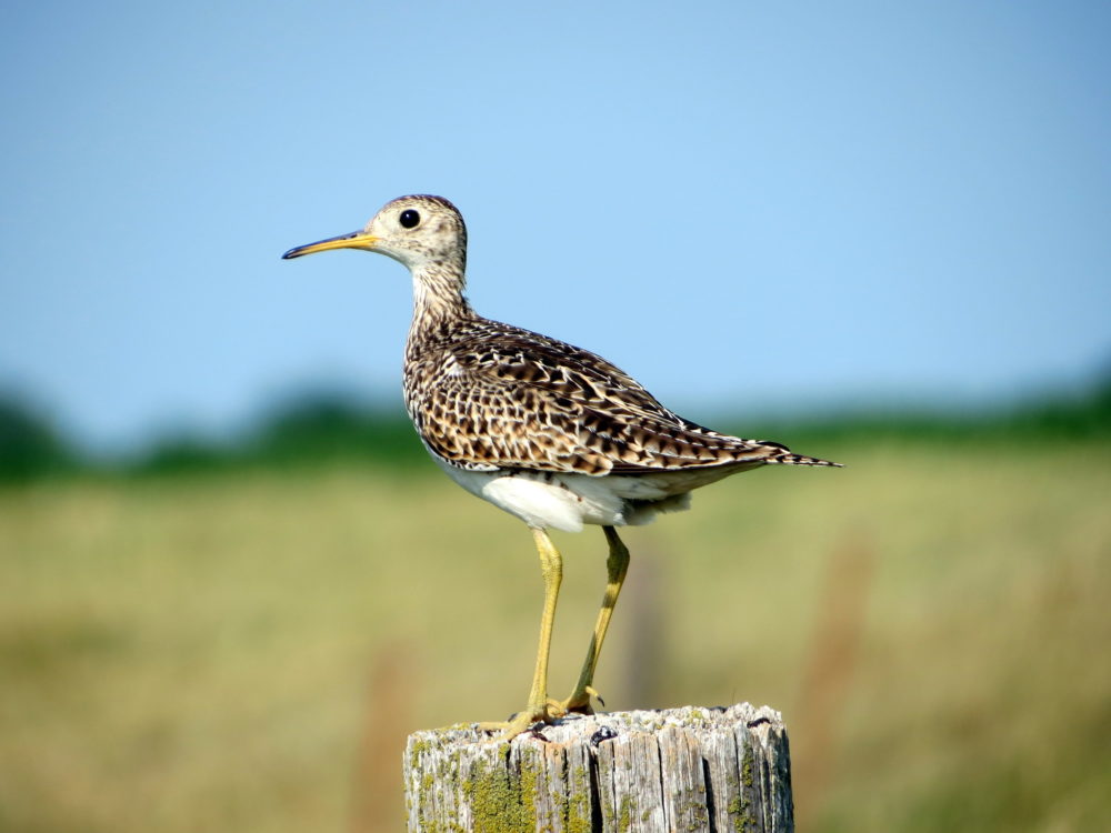 An upland sandpiper. (Nick Varvel/flickr)