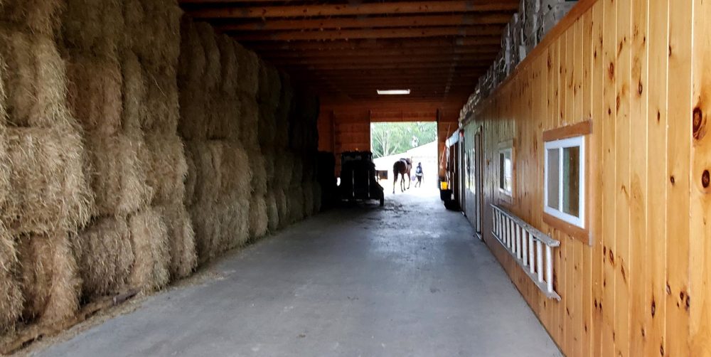 A horse leaves a barn at Willow Brook Farms in Holliston, Mass. Last month, a horse here named Bruin contracted EEE and passed away. (Angus Chen/WBUR)