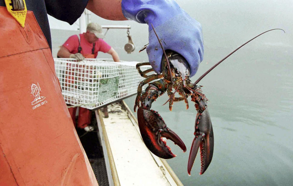 It appears Maine's lobster harvest has fallen off from recent record levels. (Courtesy Maine Public Radio)