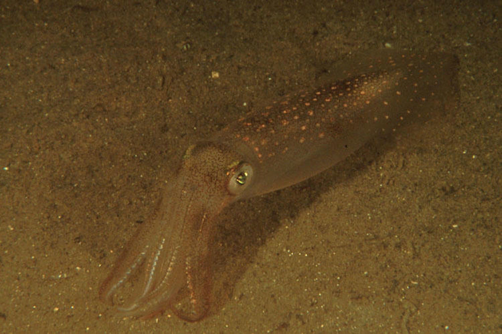 When the Gulf of Maine hit new records for warm temperatures, longfin squid suddenly turned up in abundance. (Courtesy Maine Public Radio)