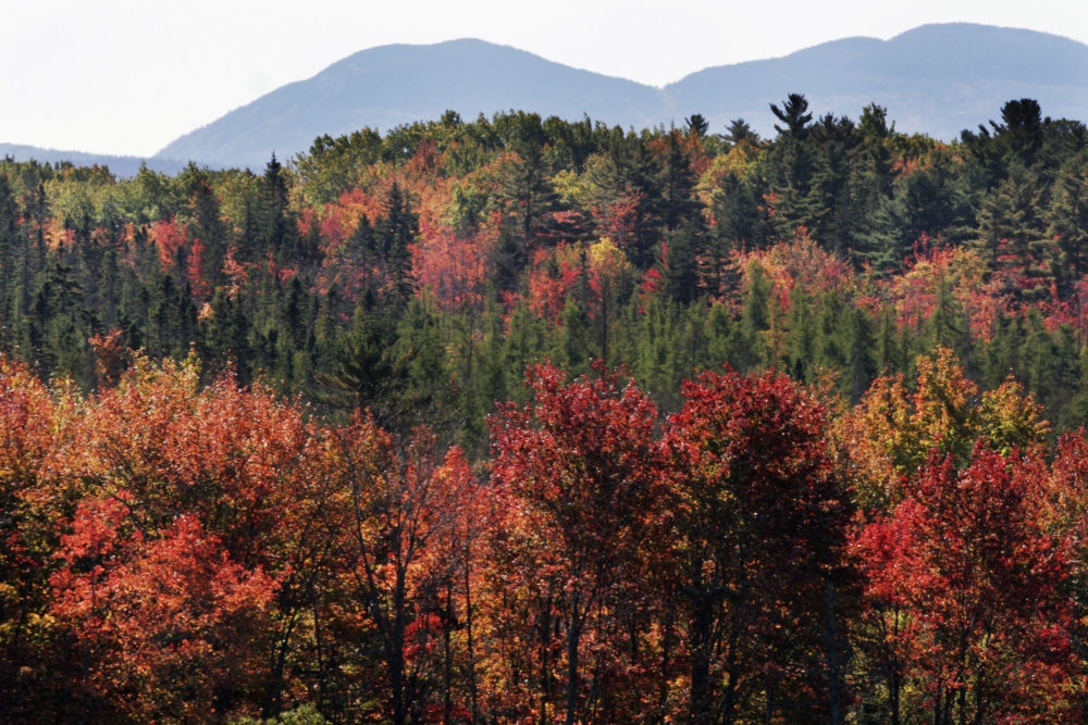 Fall foliage as the mountaintops of Acadia National Park are seen in the background on Oct. 9, 2007. (Pat Wellenbach/AP)