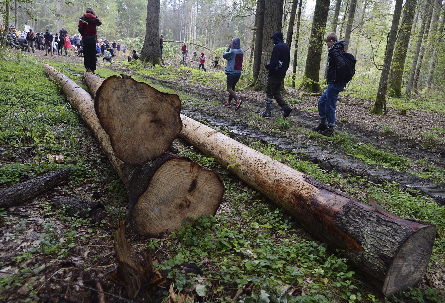 People take part in a protest against largescale government logging in the Bialowieza Forest, Poland. (Czarek Sokolowski/AP)