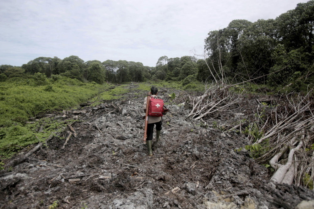 A conservationist walks through a swath of damaged forest near a palm oil plantation in Tripa, Aceh province, Indonesia. (Binsar Bakkara/AP)