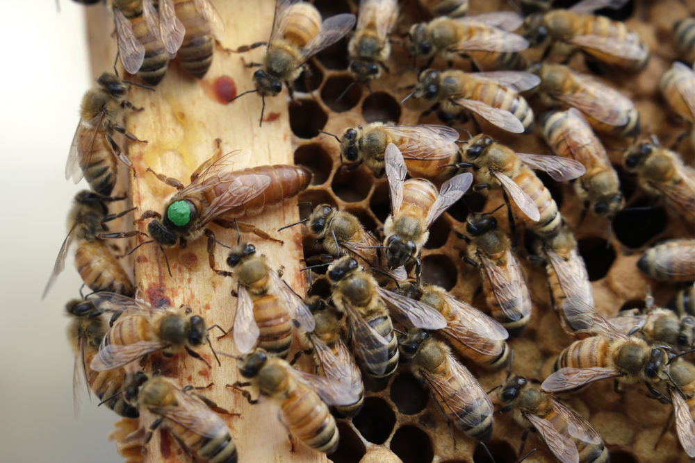 A queen bee (marked in green) and worker bees move around a hive at the Veterans Affairs in Manchester, N.H. (AP Photo/Elise Amendola)