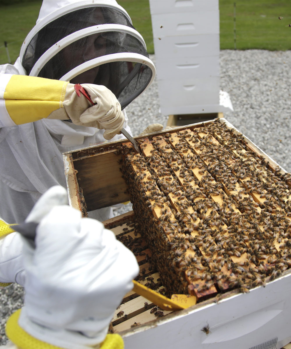 U.S. Army veteran Wendi Zimmermann uses a tool to slide up a frame of bees to check them for disease and food supply at the Veterans Affairs' beehive in Manchester, N.H. (AP Photo/Elise Amendola)