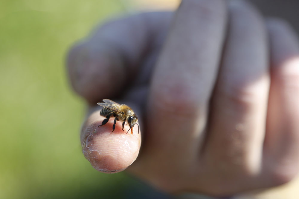 Adam Ingrao, an agricultural entomologist and military veteran who runs the Heroes to Hives program, holds a bee at the Henry Ford farm in Superior Township, Mich. (AP Photo/Carlos Osorio)