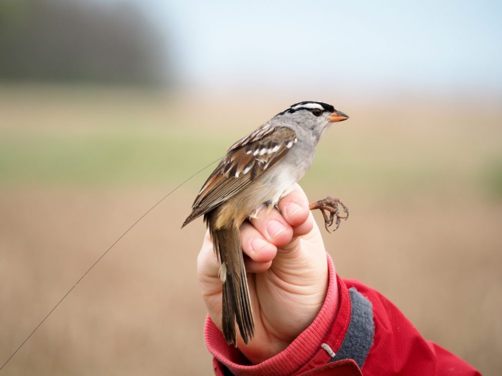 In this May 12, 2017, a white-crowned sparrow in southern Ontario stands affixed with a lightweight digitally coded radio transmitter. (Margaret Eng/AP)