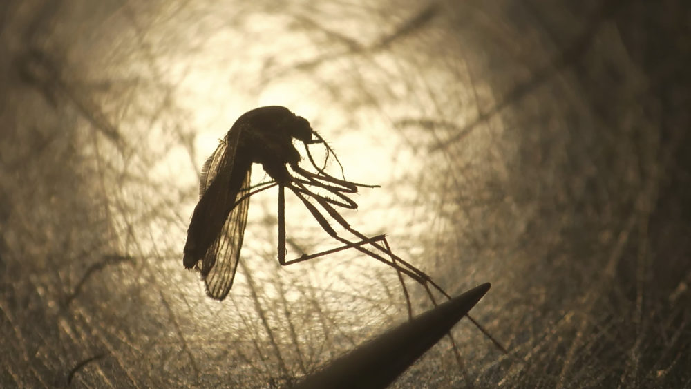 State and federal health officials are reporting a higher than usual number of deaths and illnesses from the mosquito-borne virus Eastern Equine Encephalitis. (Rick Bowmer/AP)