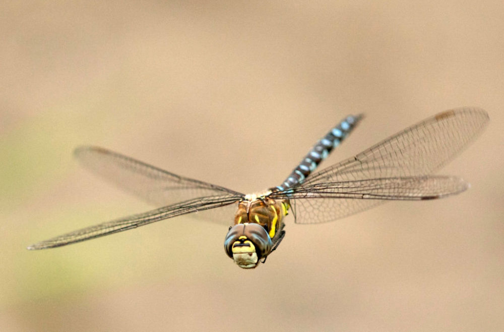 A dragonfly hovers among the reeds in France. (Christopher Furlong/Getty Images)