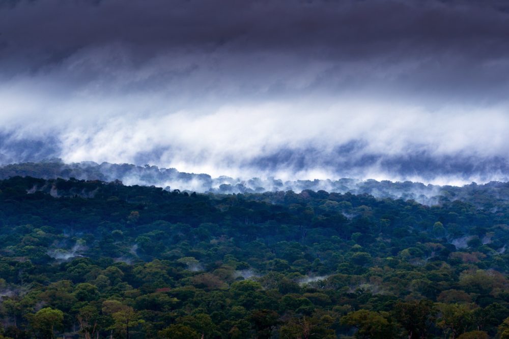 Natural forest around the Alpicam logging concession in the Kika region of Cameroon. The Congo Basin forests cover an area the combined size of France and South Africa. (Brent Stirton/Getty Images)