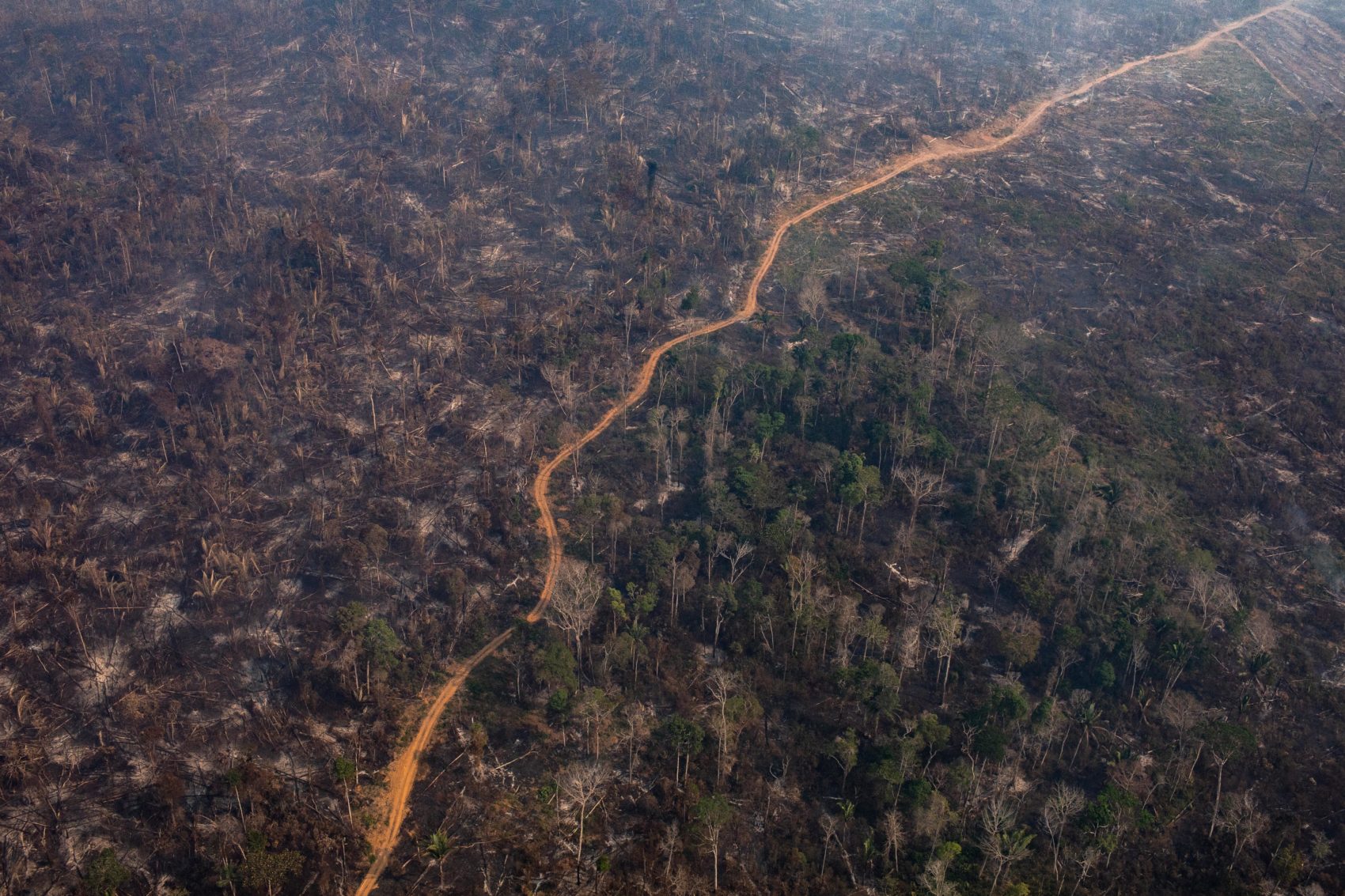 how many trees are cut down each year in the amazon rainforest