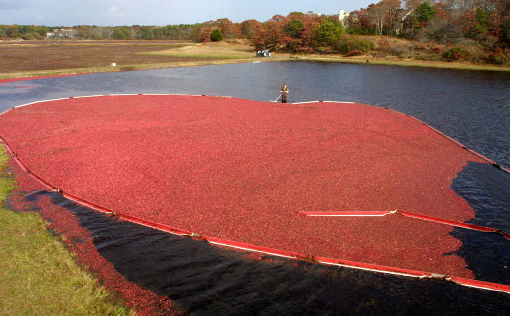 A crop of cranberries at the Mellow Wilson Cranberry Farm in West Yarmouth, Mass. in 2001. (Julia Cumes/AP)