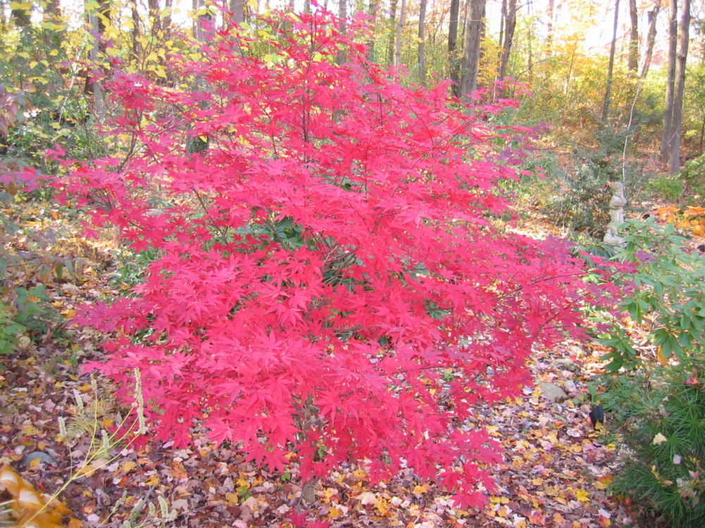 Some Japanese Maples can turn brilliant shades of red. (Courtesy of Dave Epstein)