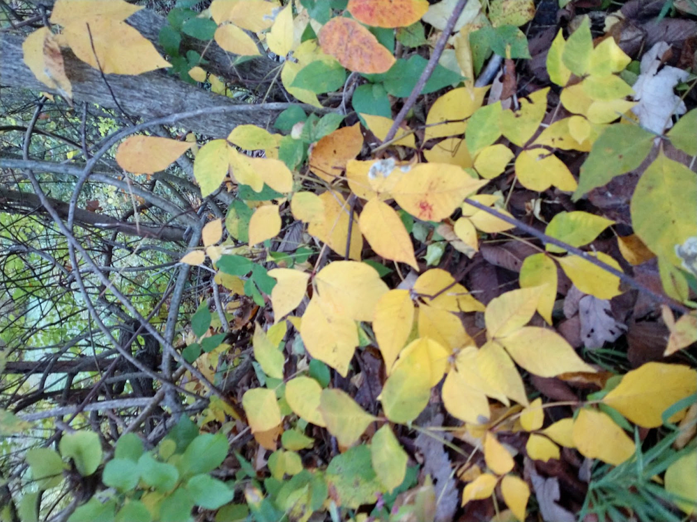 Poison ivy in a wooded area looks very different in the fall from that growing in full sun. (Dave Epstein)
