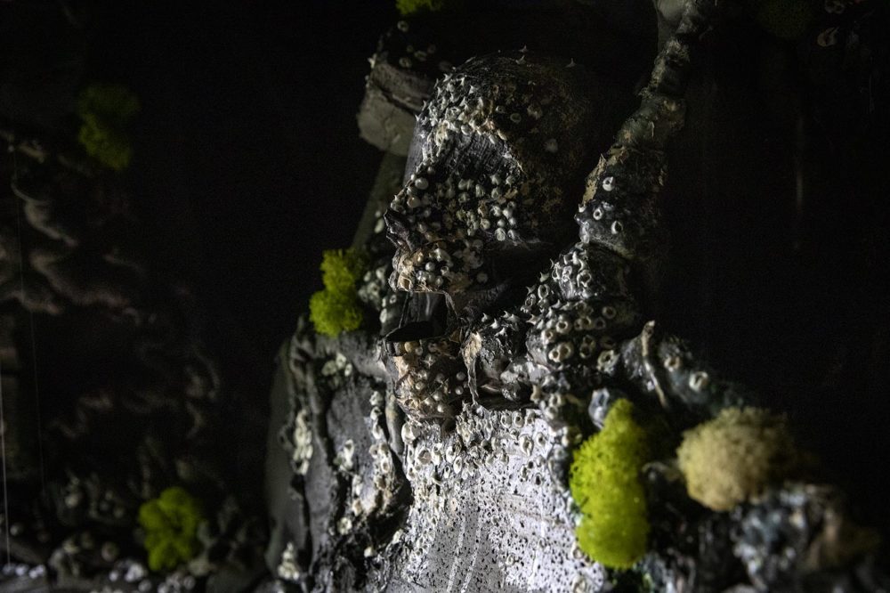 A spooky face encrusted in barnacles lies in wait of visitors to the ocean grotto. (Robin Lubbock/WBUR)