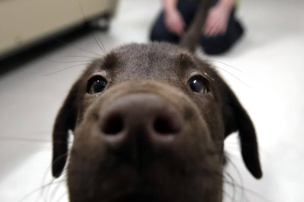 A chocolate lab puppy in New Hampshire. (Elise Amendola/AP)