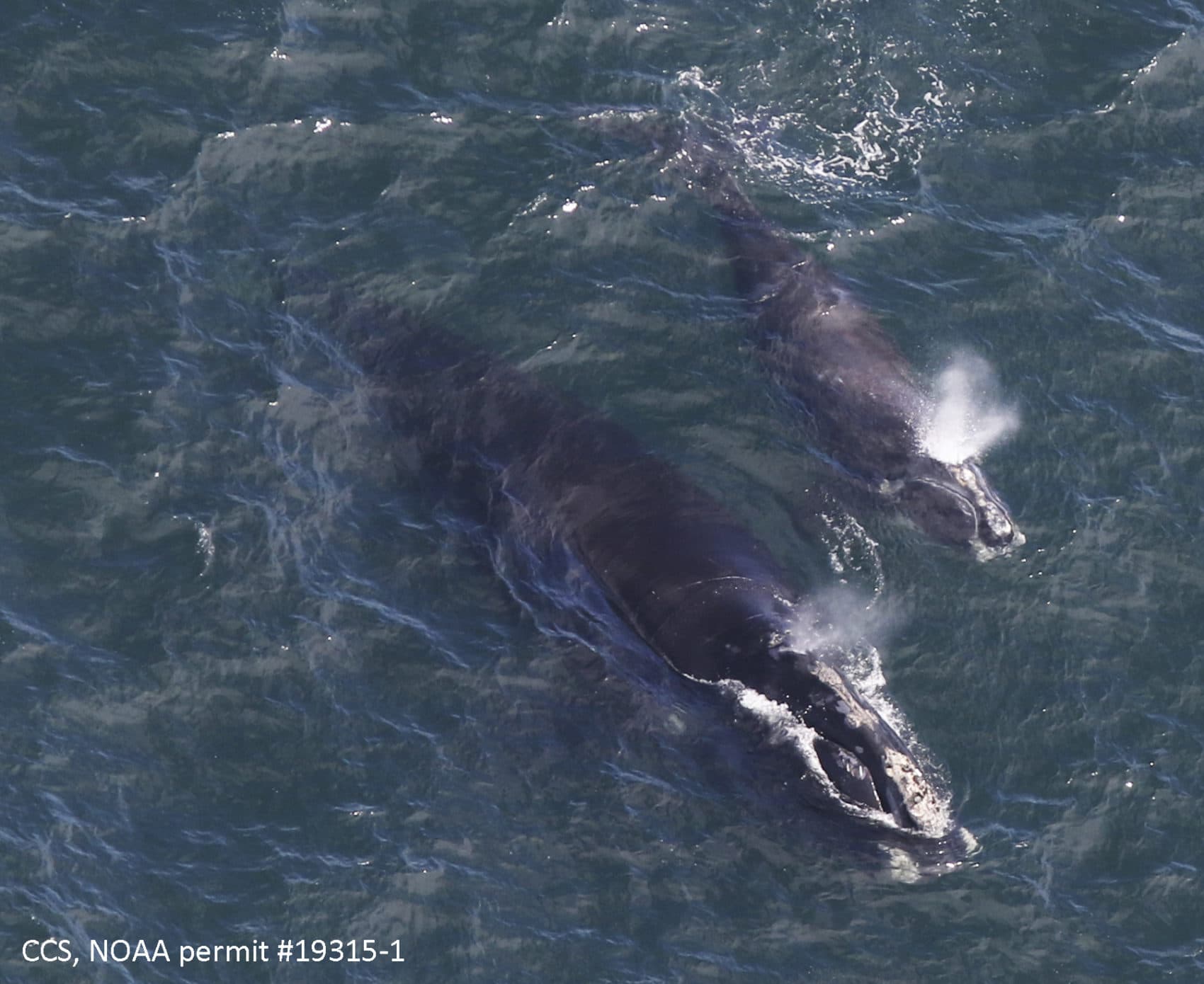 A baby right whale swims with its mother in Cape Cod Bay off Massachusetts. (Amy James/Center for Coastal Studies/NOAA permit 19315-1 via AP)