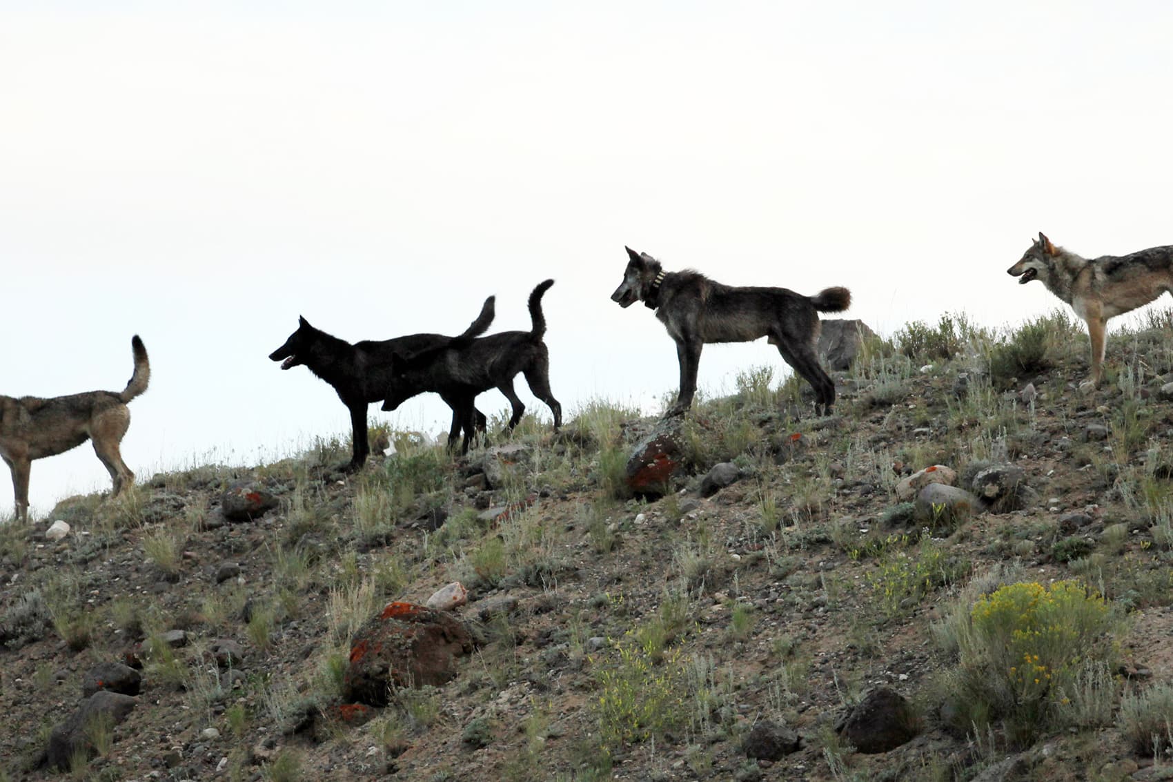 The Wolf Runt Who Rose To Alpha-Male Status In Yellowstone