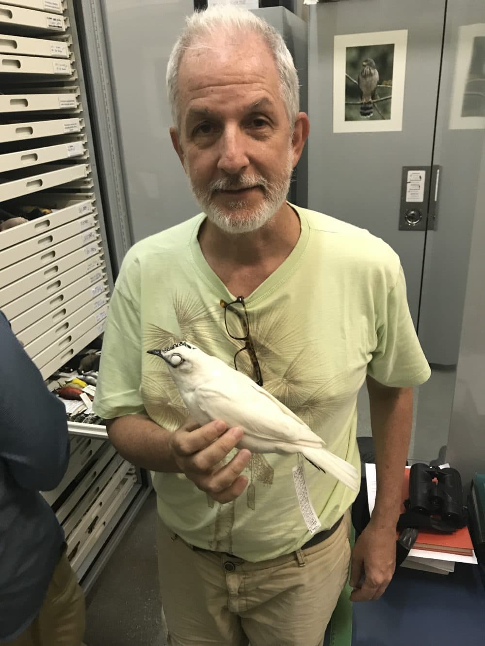 Mario Cohn-Haft, an employee of Brazil's National Institute of Amazonian Research, holds a male white bellbird that he captured in Brazil's Roraima state for his research collection. The black stripe above the bill is a retractable wattle that sometimes dangles down from its head. (Courtesy of Daniel Grossman)