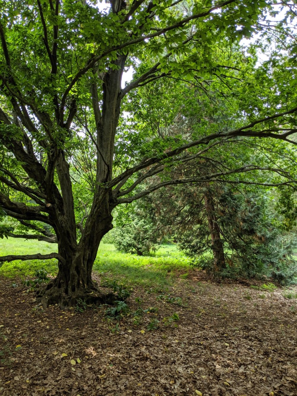 Forest bathing in the Arnold Arboretum