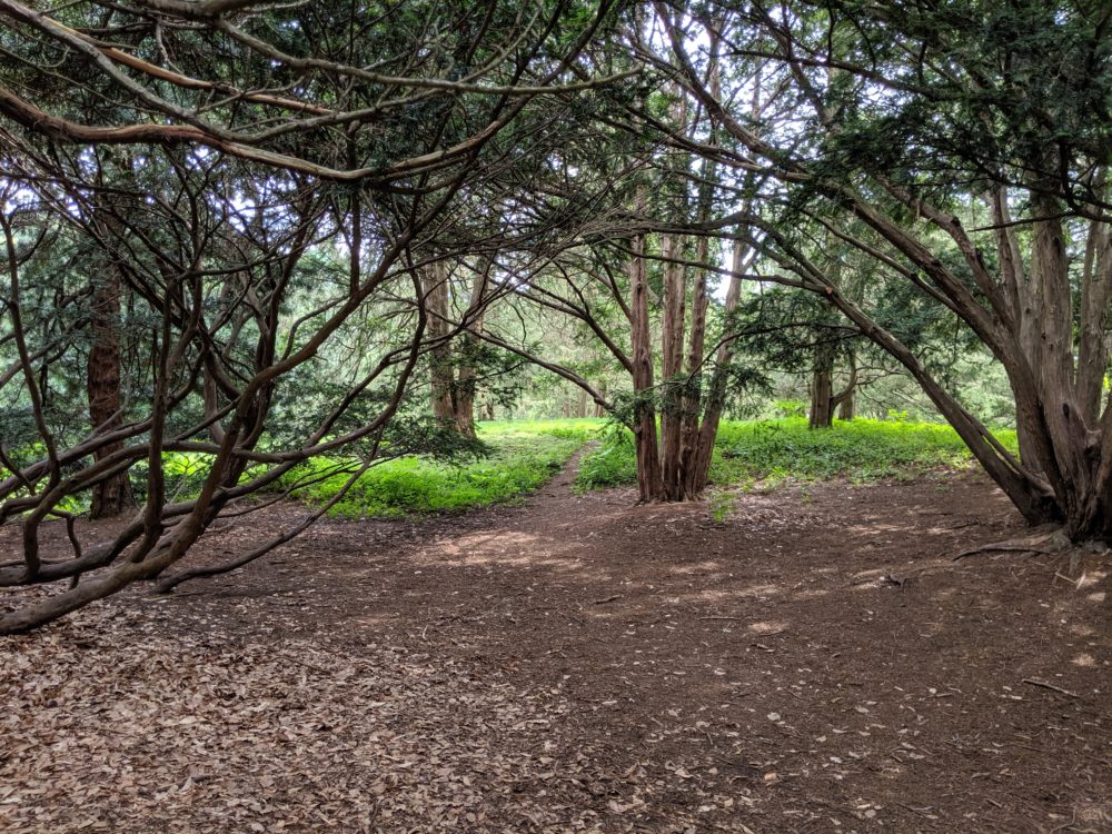 Forest bathing in the Arnold Arboretum