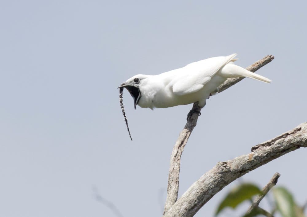 A male white bellbird screams its mating call - the loudest recorded call in the world. (Courtesy of Anselmo d’Affonseca/Cell Press)