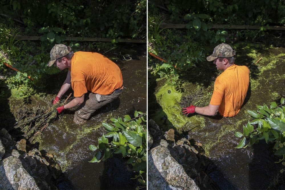 Left: Water flow through the culvert on the other side of the marsh is only knee high. Right: Water is finally free to flow through the culvert after John Egan removes the last bits of debris left by beavers. (Jesse Costa/WBUR)