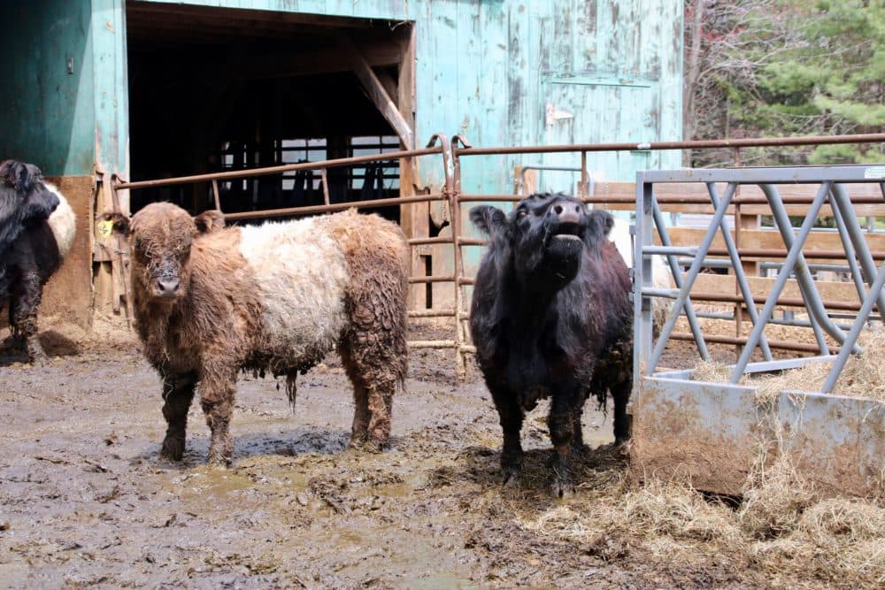 A cow moos at Charley Hanson's farm in Center Harbor. (Rachel Cohen/NHPR)