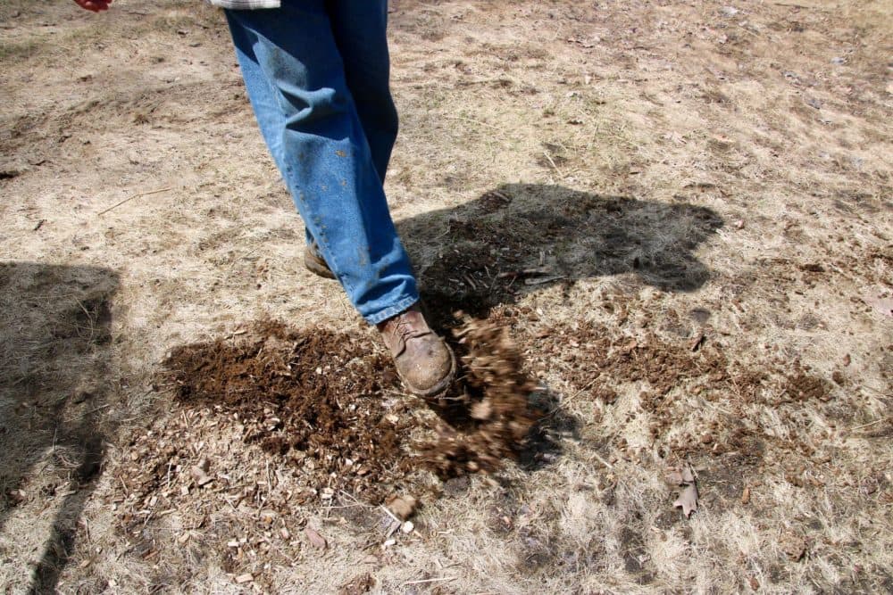 Charley Hanson kicks up mulch fertilized with biosolids on one of his hay fields. (Rachel Cohen/NHPR)