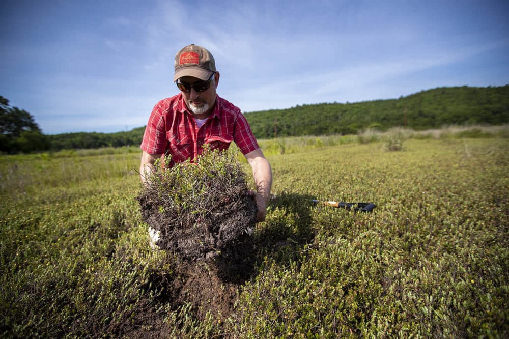 Alex Hackman, a state restoration ecologist, pulls out a section of cranberry bog at the Foothills Preserve in Plymouth. The alternating layers of sand and soil built up over a century of cranberry production. (Jesse Costa/WBUR)