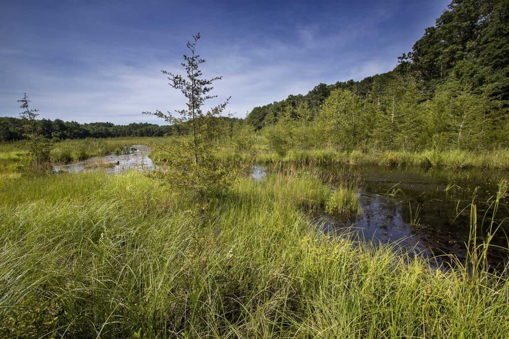 The Eel River Headwaters Preserve, where 40 acres of retired cranberry bogs were restored to wetland nearly a decade ago. (Jesse Costa/WBUR)