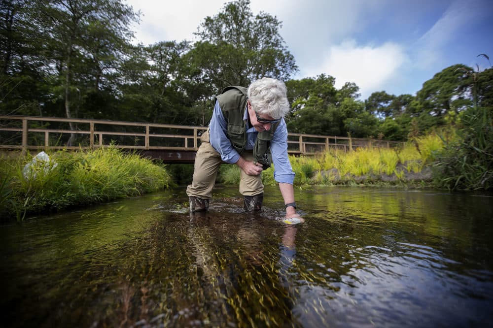 Chris Neill, a senior scientist at the Woods Hole Research Center, takes water samples from the Coonamessett River. (Jesse Costa/WBUR)
