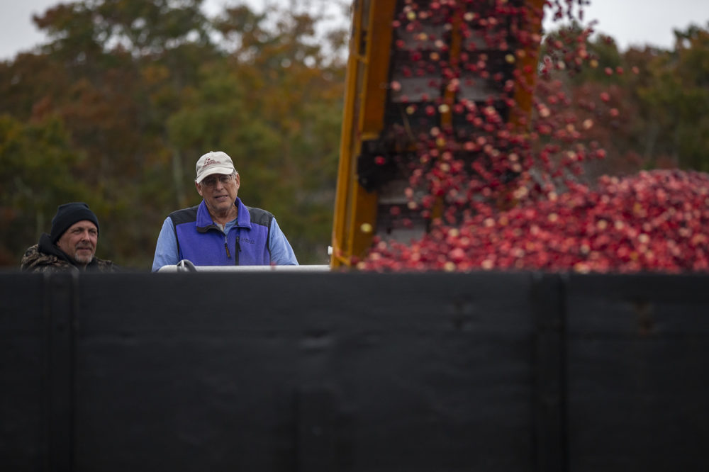 Jeff Kapell, right, watches as cranberries are loaded onto a truck at his bog. Kapell will retire the bog next year, and it will be converted to wetlands. (Jesse Costa/WBUR)