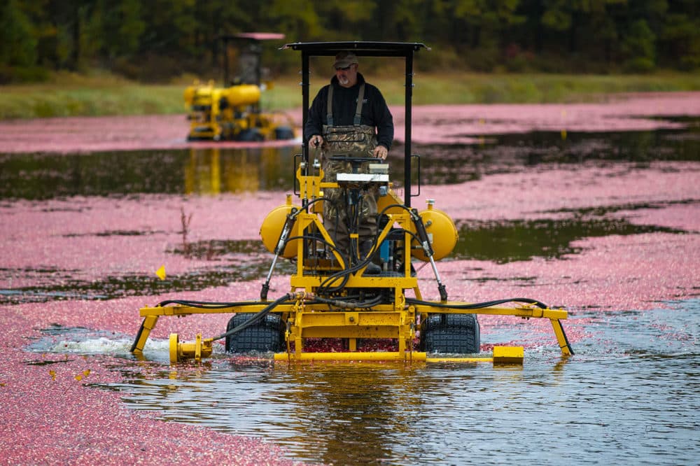 Harvesters drive tractors through one of the flooded bogs to knock cranberries off their vines at Pinnacle Bog in Plymouth. (Jesse Costa/WBUR)