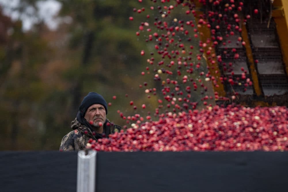 A harvester watches as cranberries are loaded onto a truck. (Jesse Costa/WBUR)